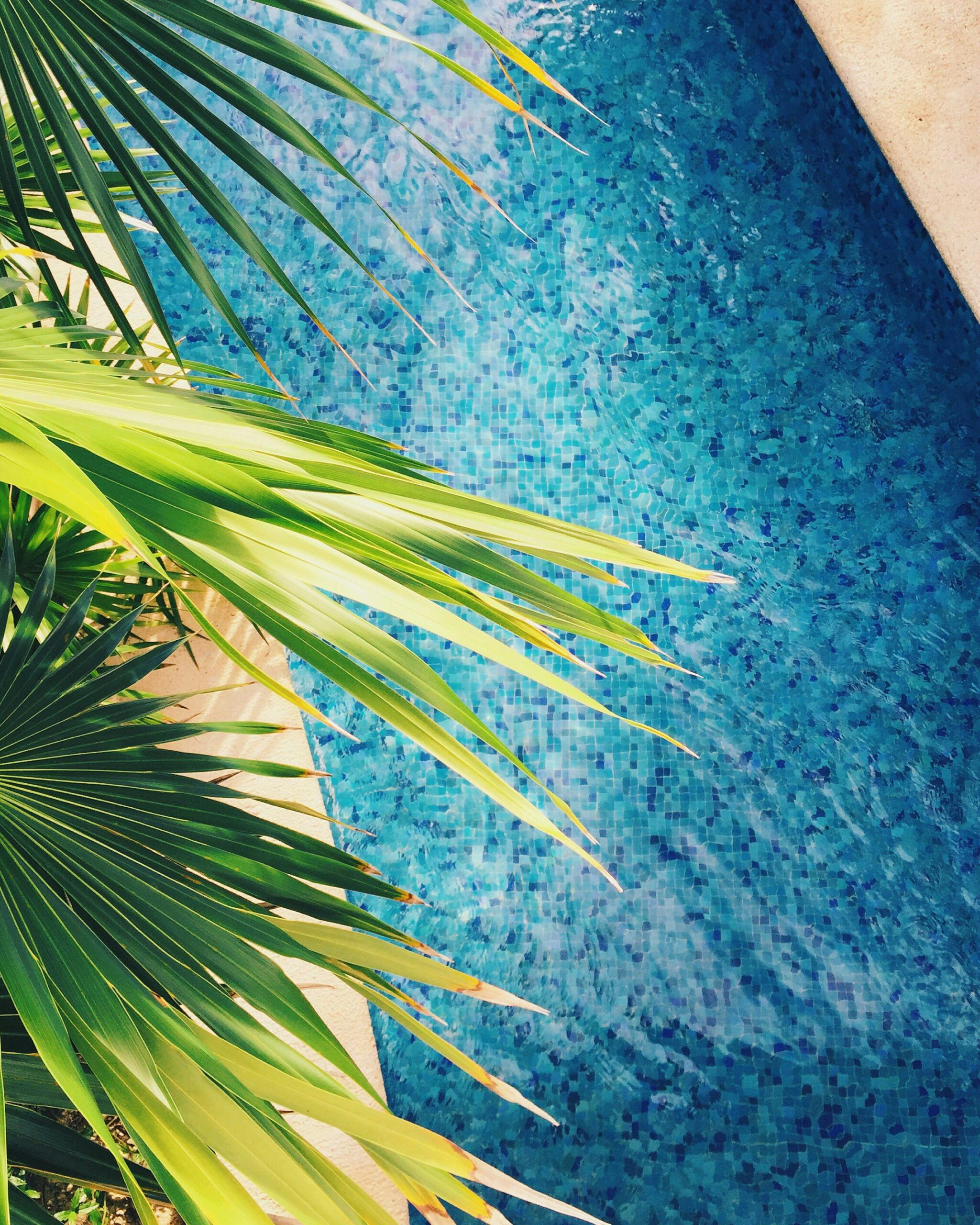 Vibrant palm leaves over a sparkling blue pool evoke tropical relaxation in this Mexico resort scene.